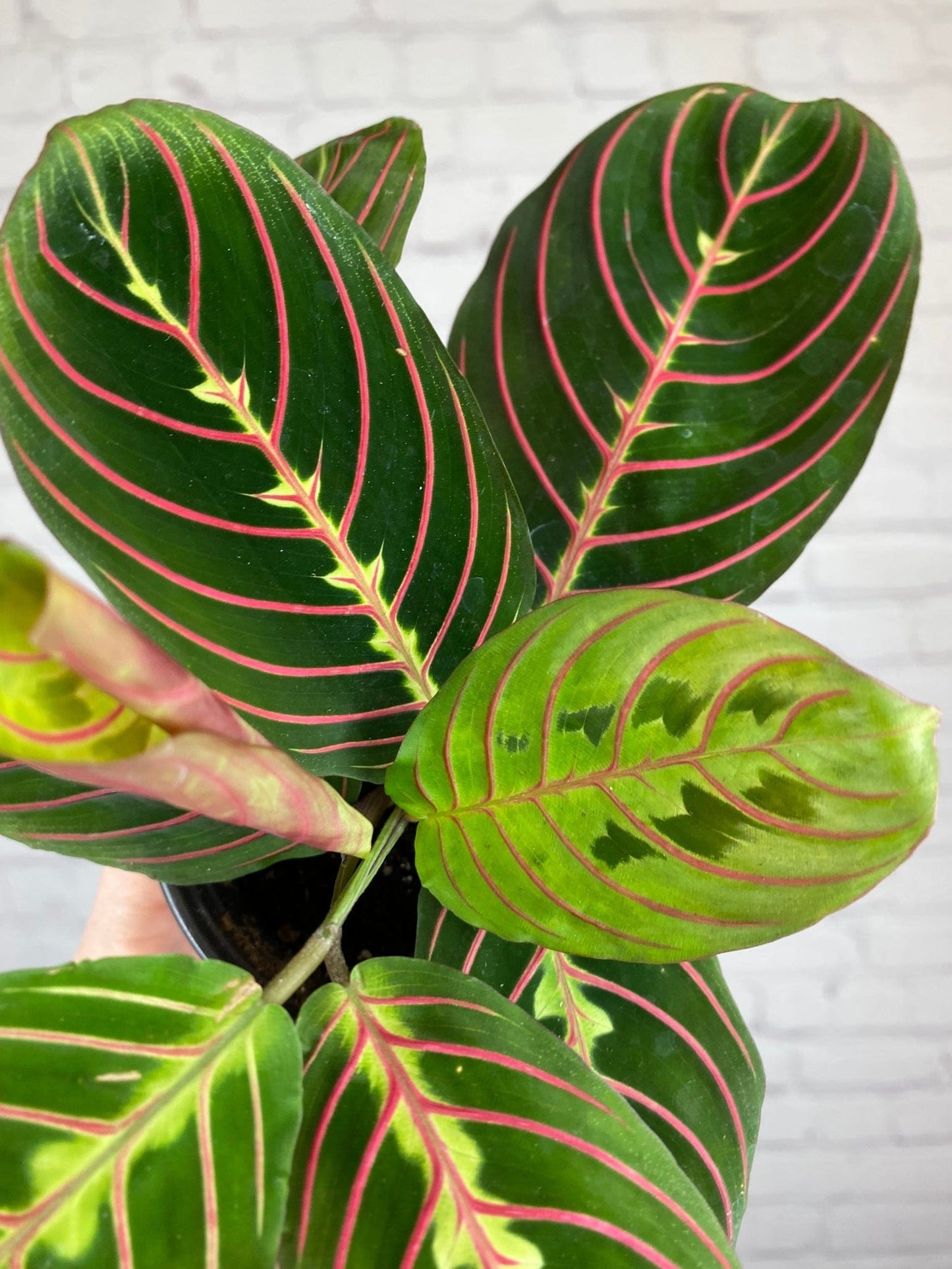 Plant Goals Plant Shop 4" Maranta Red