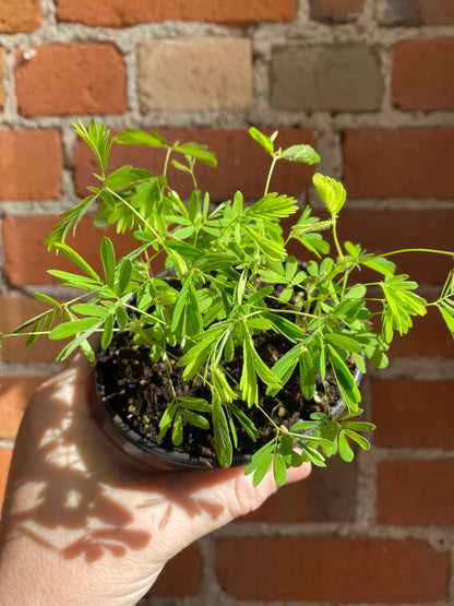 Plant Goals Plant Shop 4" Mimosa Pudica | Sensitive Plant
