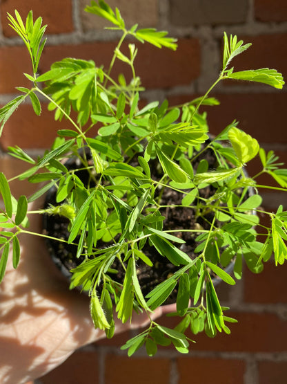 Plant Goals Plant Shop 4" Mimosa Pudica | Sensitive Plant