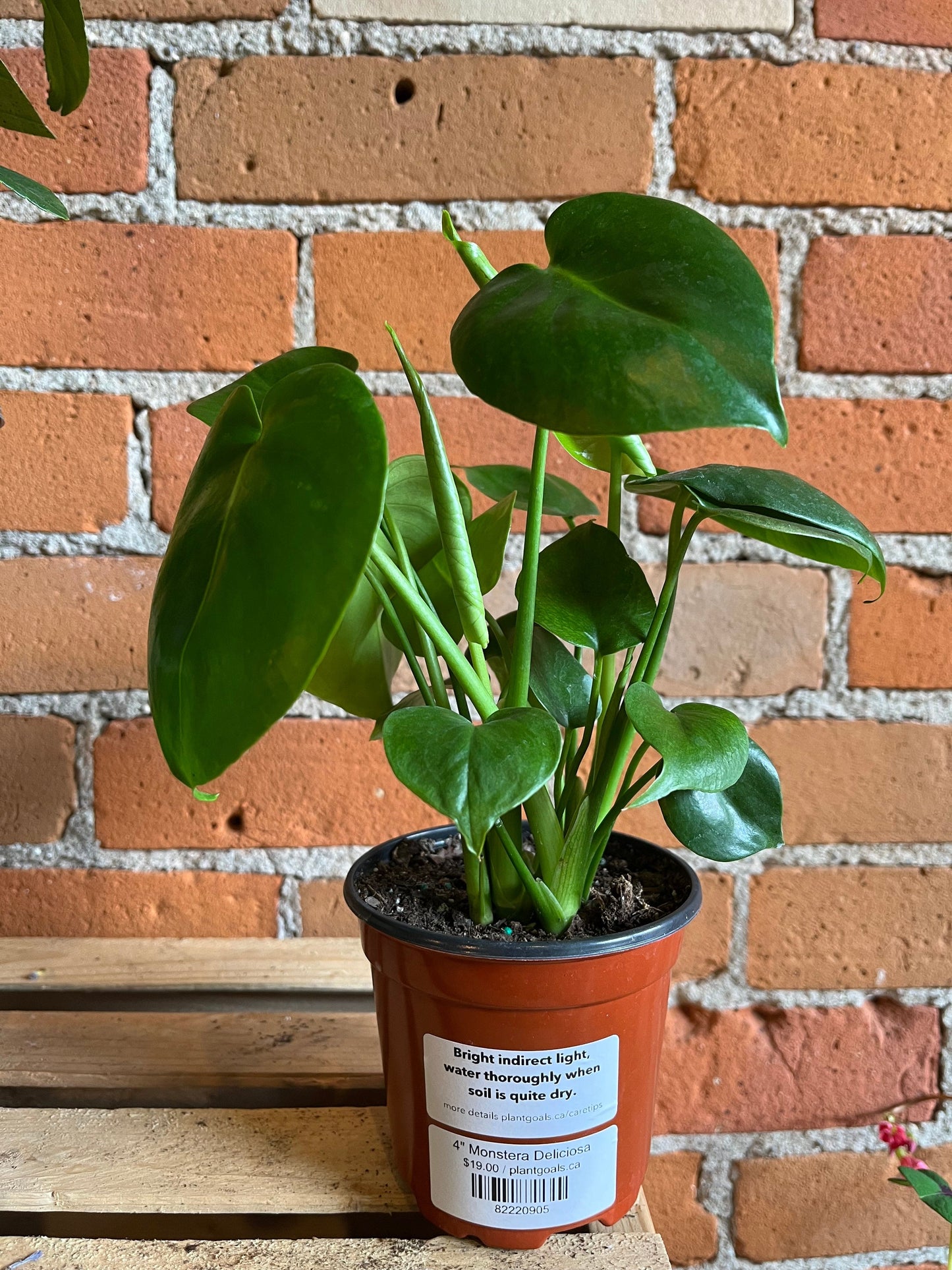 Plant Goals Plant Shop 4" Monstera Deliciosa