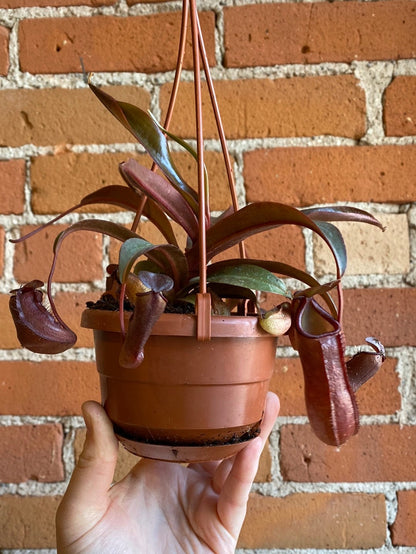Plant Goals Plant Shop 4" Nepenthes Hanging Basket | Pitcher Plant