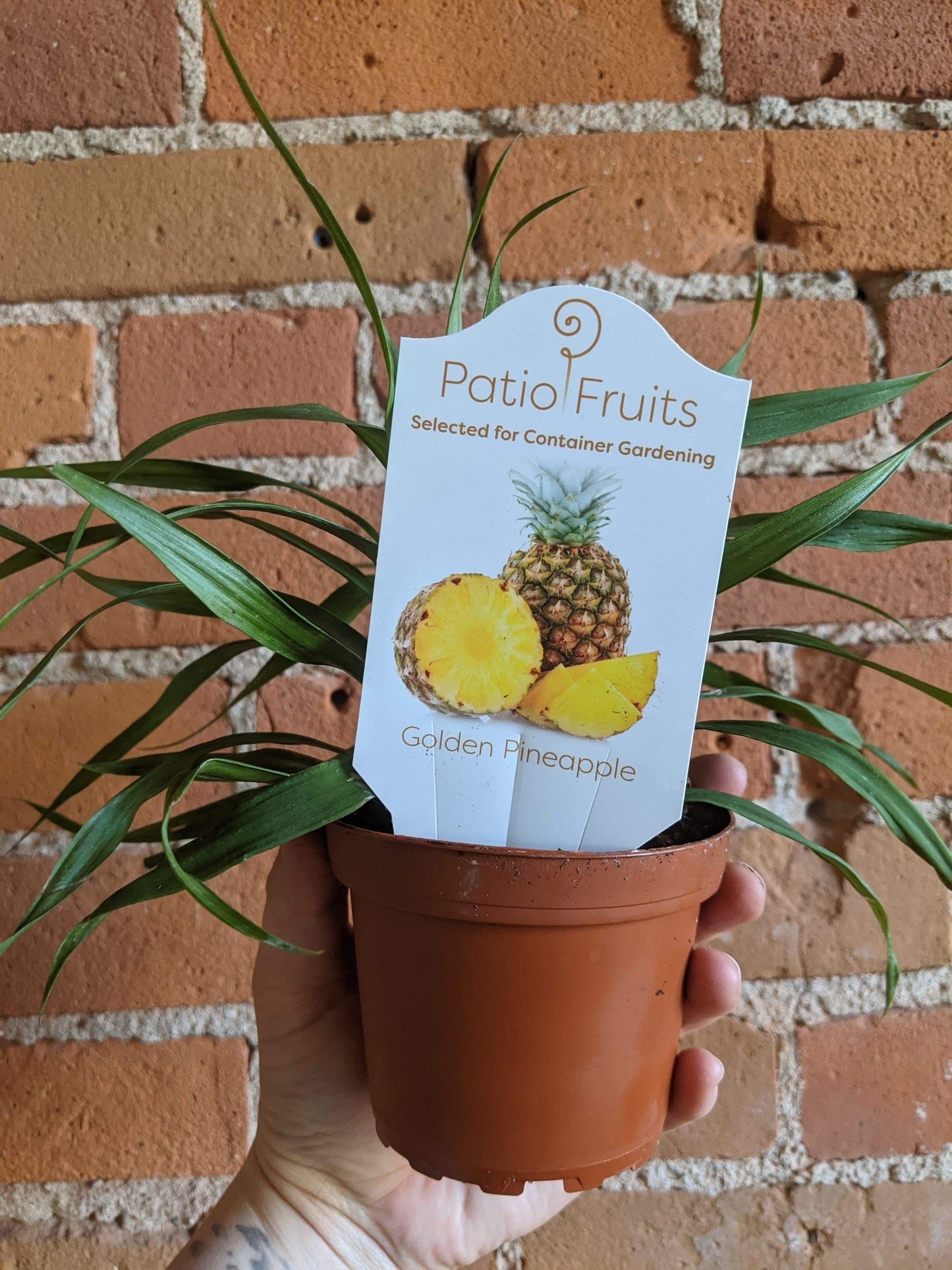 Plant Goals Plant Shop 4" Patio Fruits | Assorted