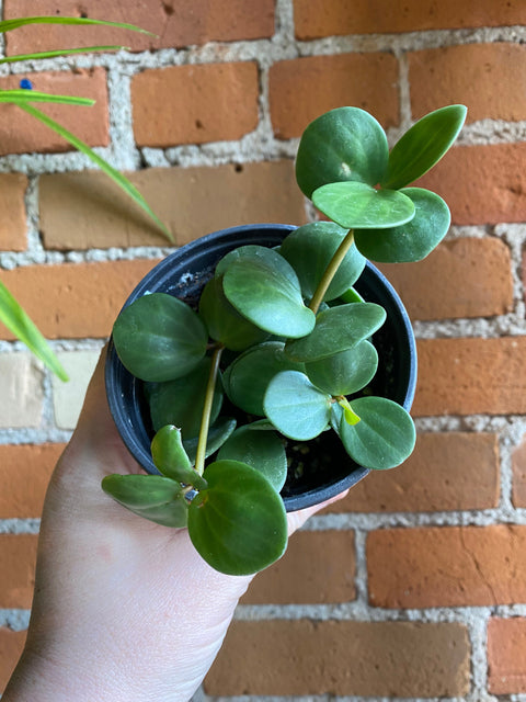 Plant Goals Plant Shop 4" Peperomia Hope