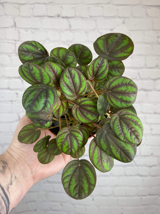 Plant Goals Plant Shop 4" Peperomia Peppermill