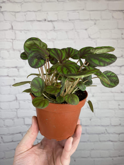 Plant Goals Plant Shop 4" Peperomia Peppermill