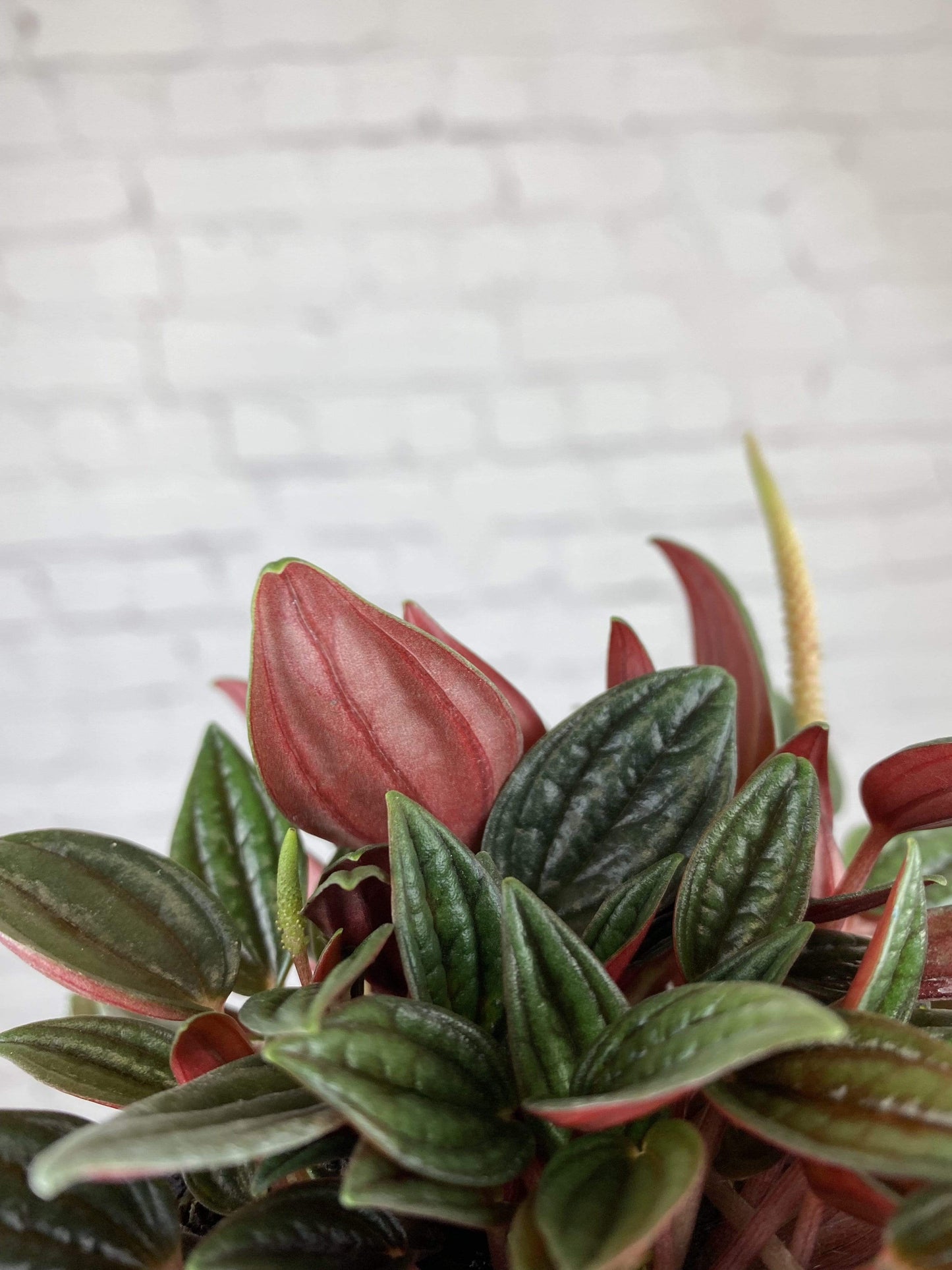 Plant Goals Plant Shop 4" Peperomia Rosso