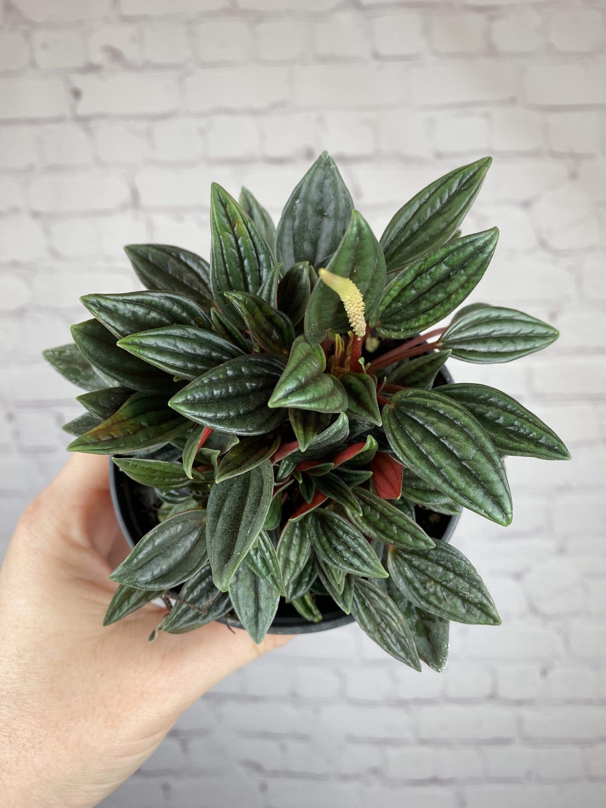Plant Goals Plant Shop 4" Peperomia Rosso
