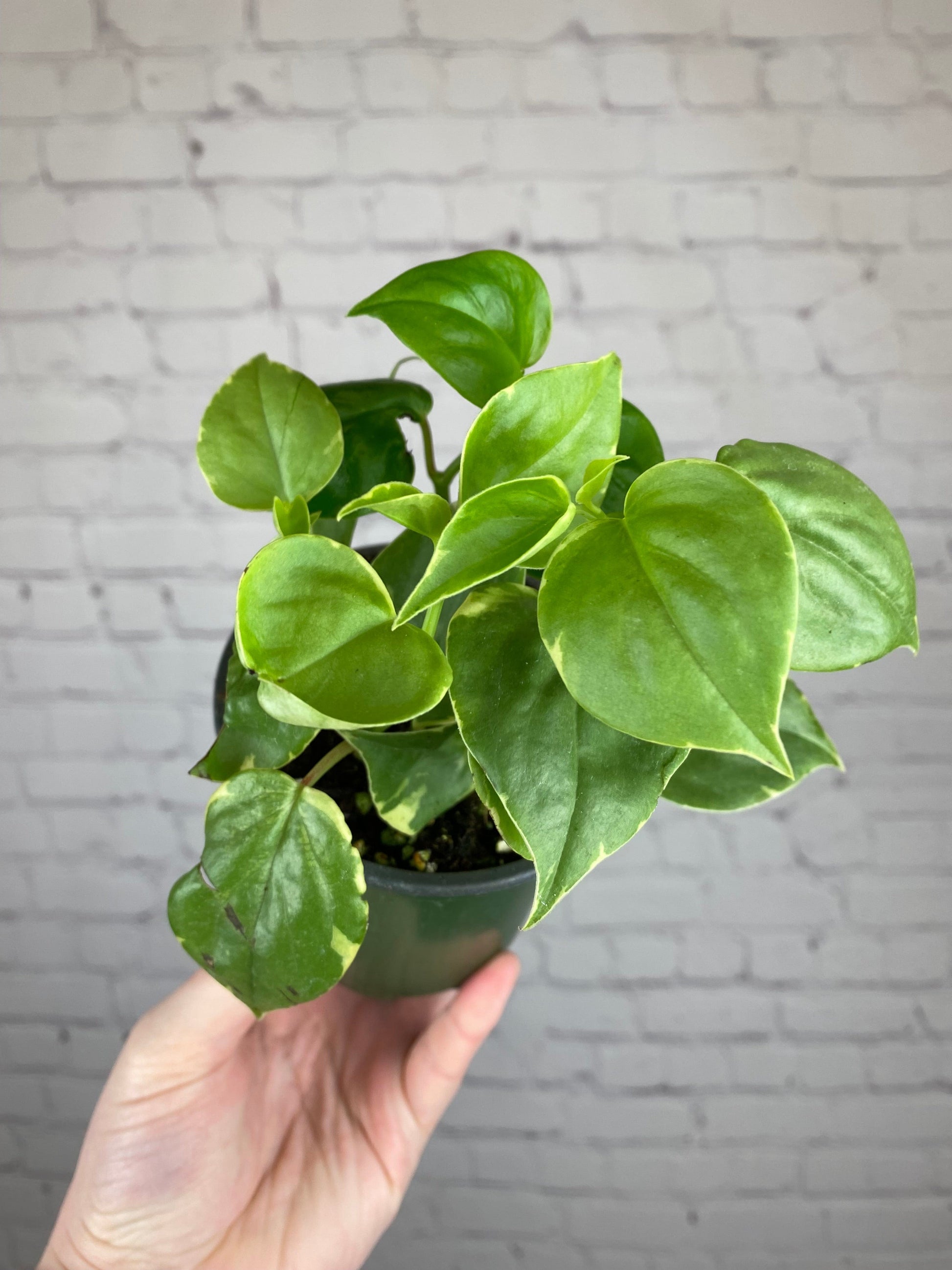Peperomia scandens --Cupid Peperomia