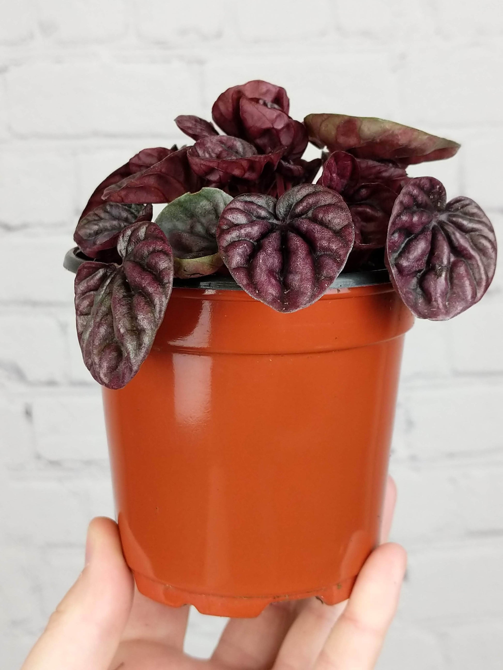 Plant Goals Plant Shop 4" Peperomia Schumi Red