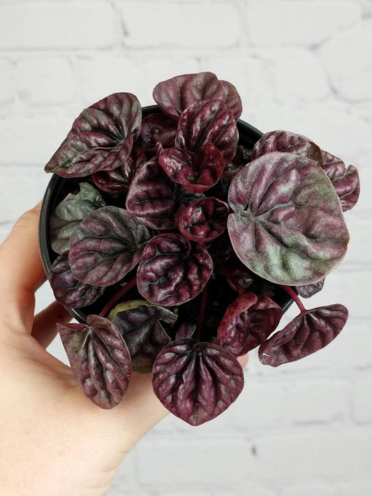 Plant Goals Plant Shop 4" Peperomia Schumi Red