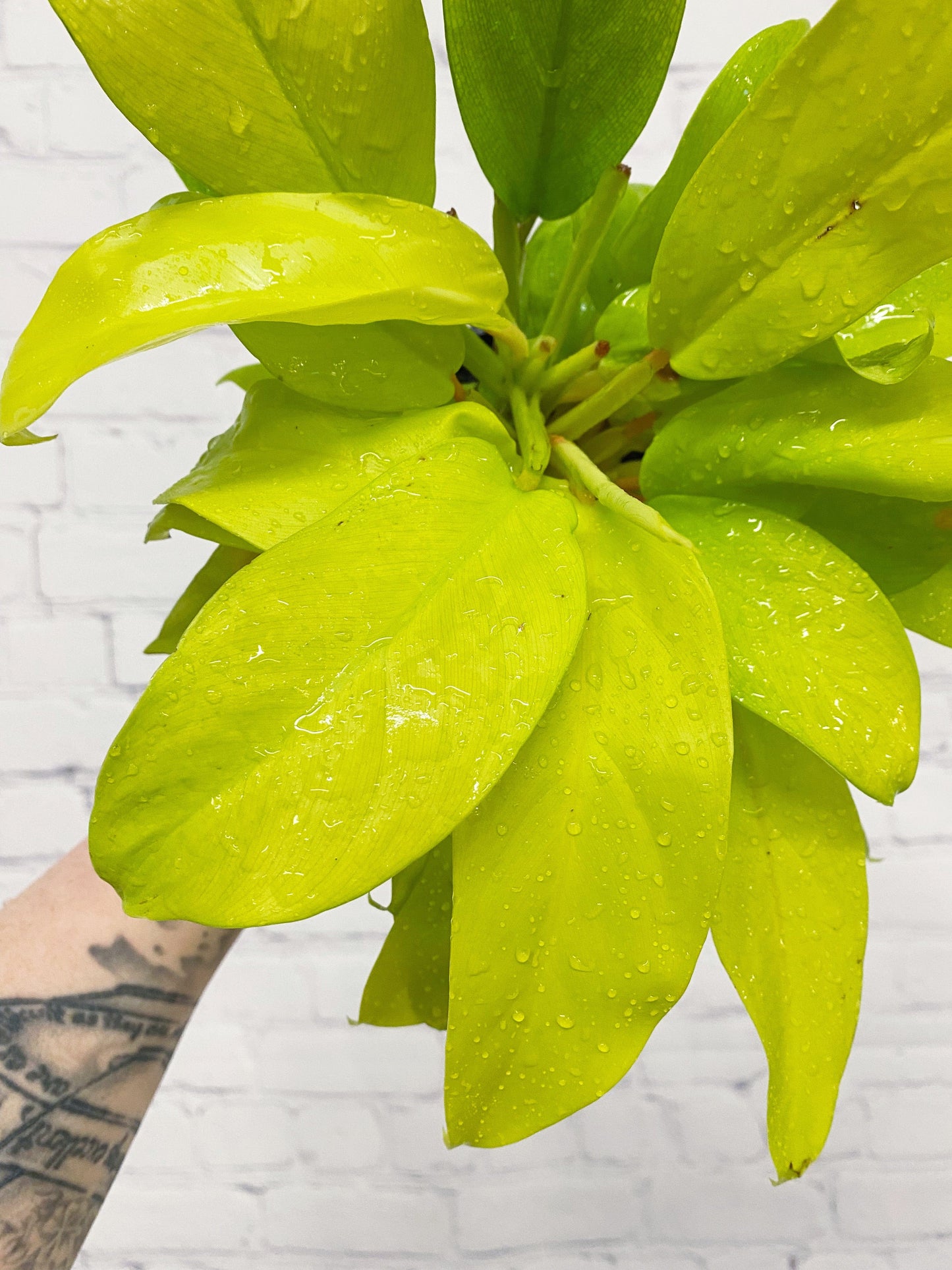 Plant Goals Plant Shop 4" Philodendron Lemon Lime