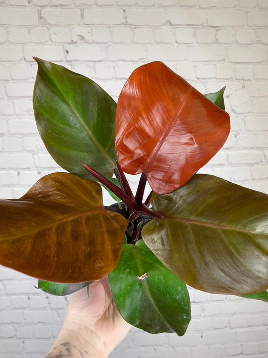 Plant Goals Plant Shop 4" Philodendron McColley's Finale