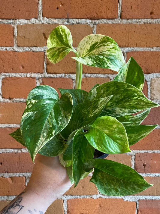 Plant Goals Plant Shop 4" Pothos Marble Queen