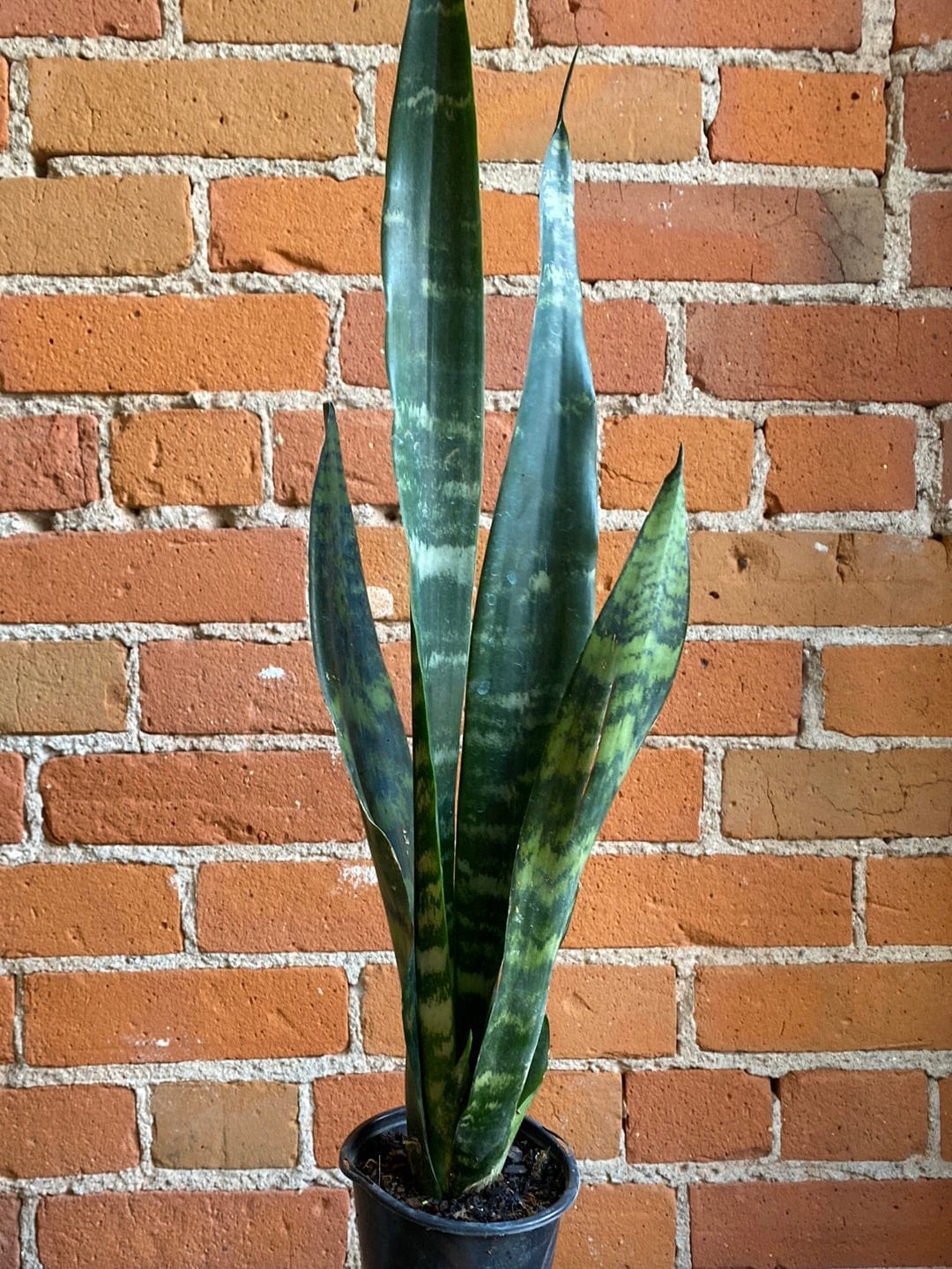 Plant Goals Plant Shop 4" Sansevieria Black Coral