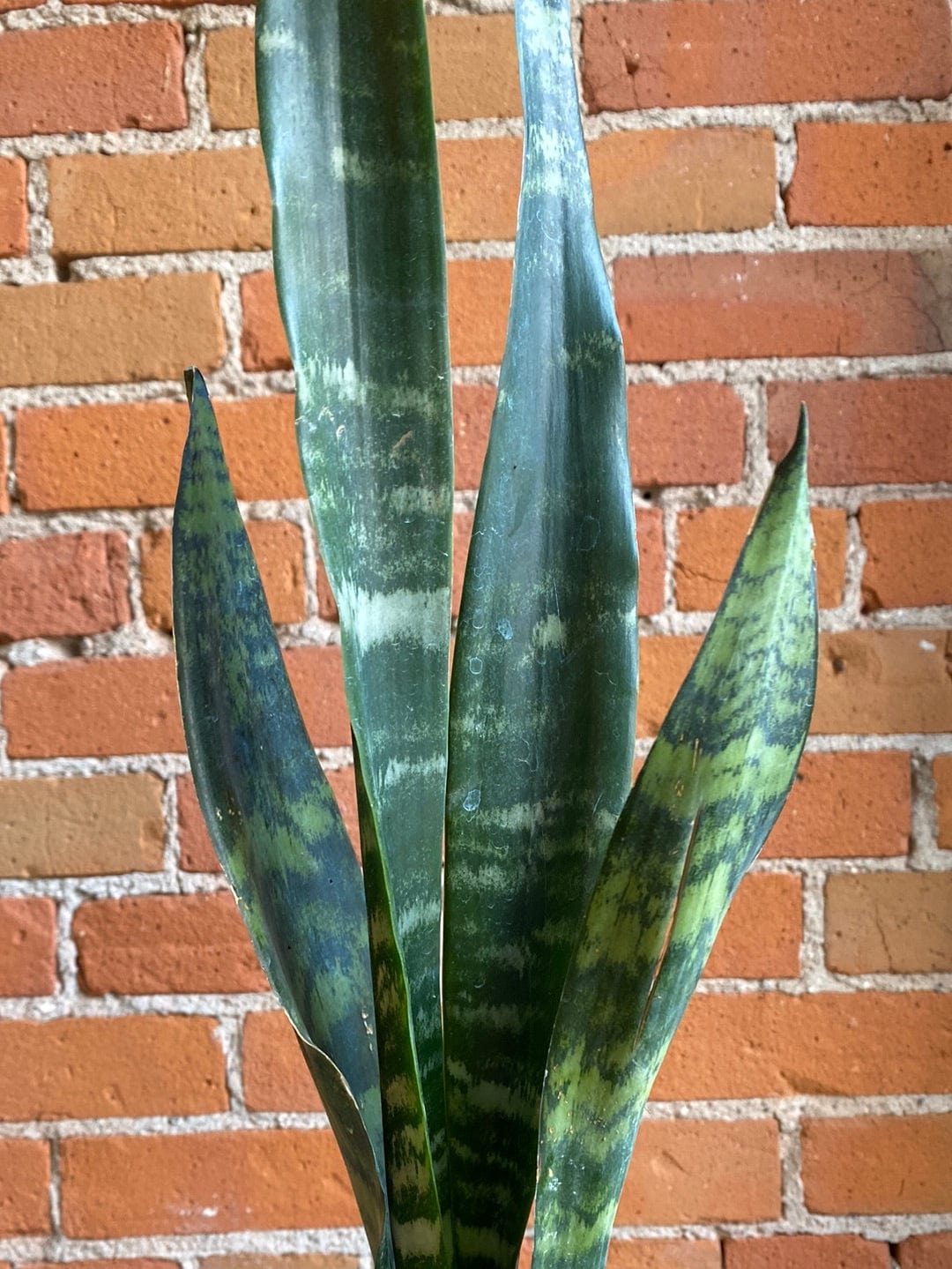 Plant Goals Plant Shop 4" Sansevieria Black Coral