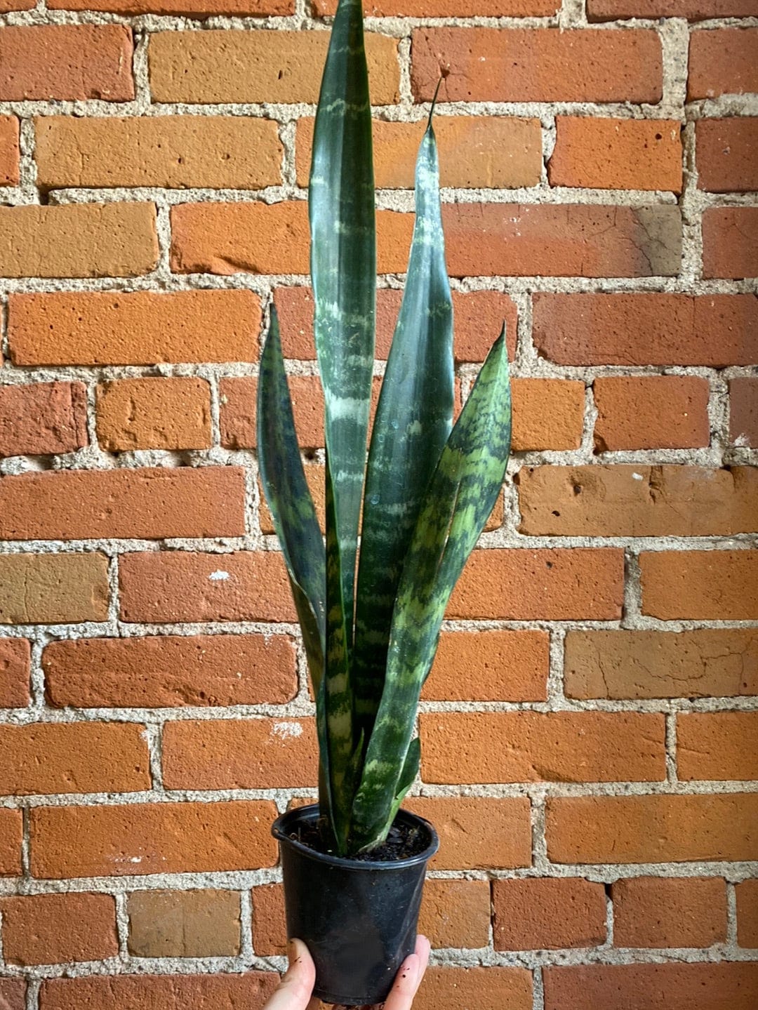 Plant Goals Plant Shop 4" Sansevieria Black Coral