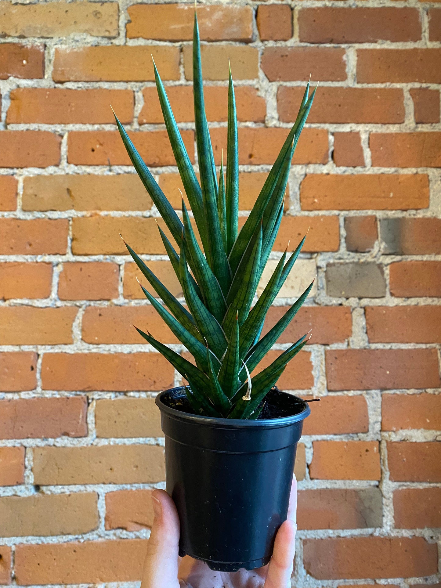 Plant Goals Plant Shop 4" Sansevieria Francisii Spiky