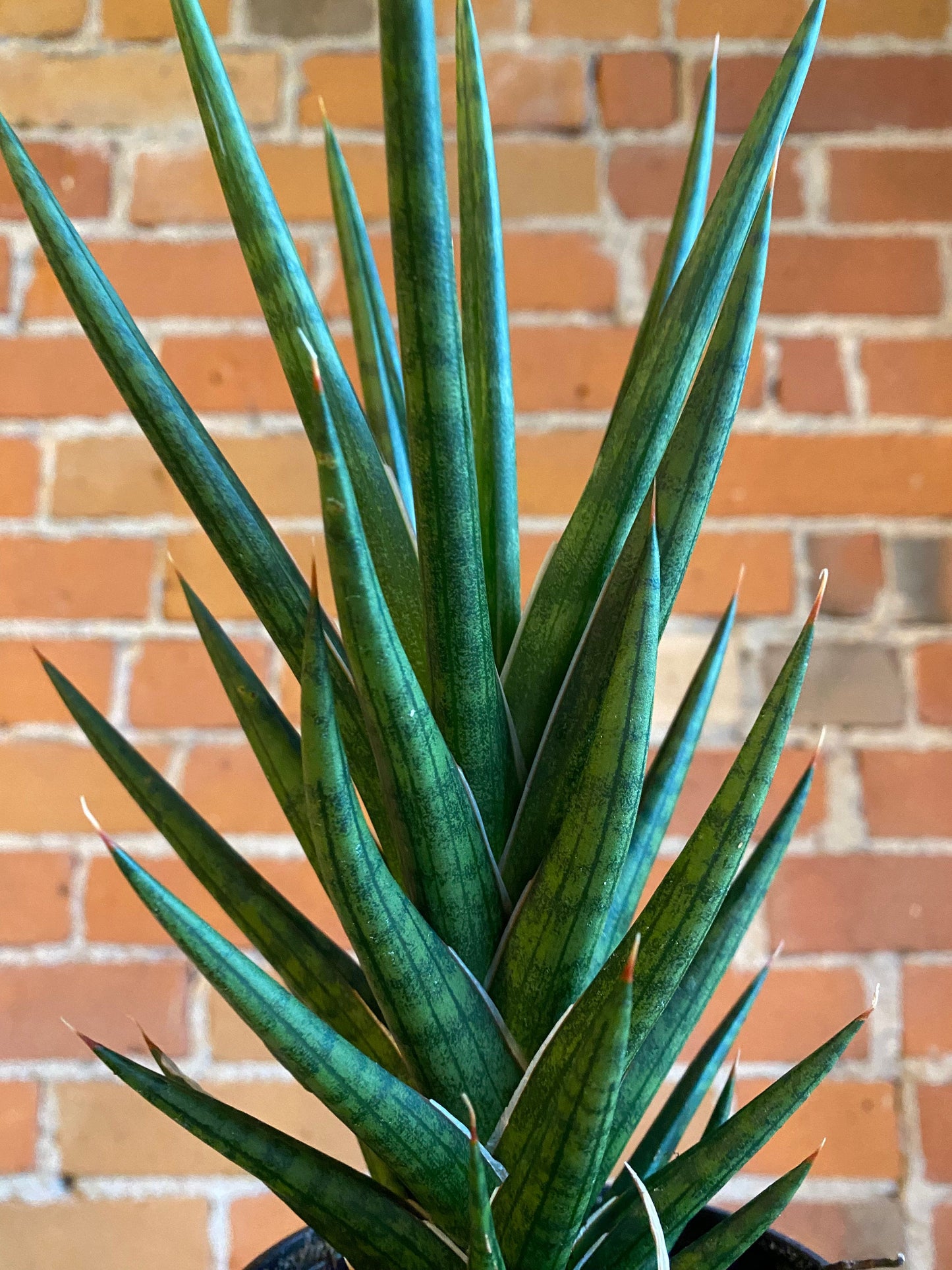 Plant Goals Plant Shop 4" Sansevieria Francisii Spiky