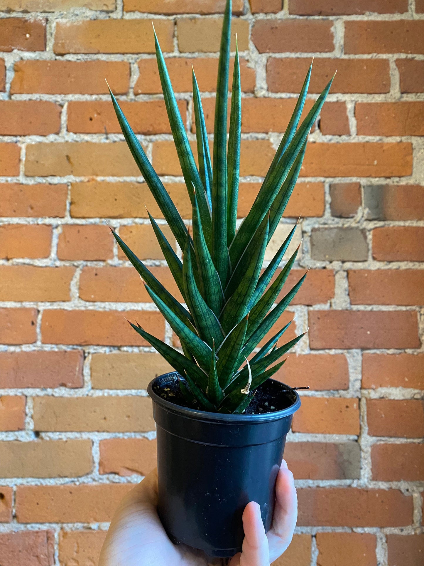 Plant Goals Plant Shop 4" Sansevieria Francisii Spiky