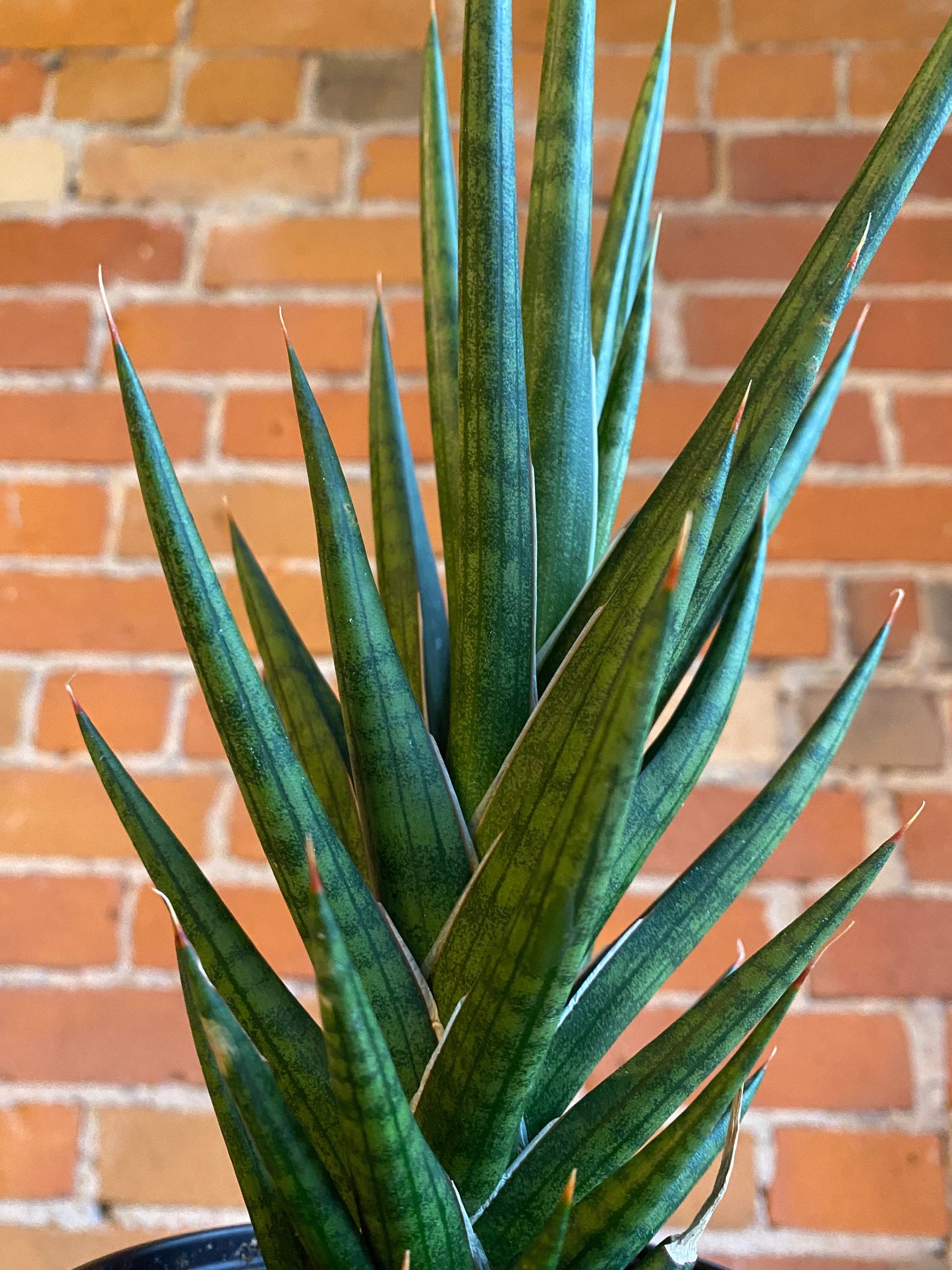 Plant Goals Plant Shop 4" Sansevieria Francisii Spiky