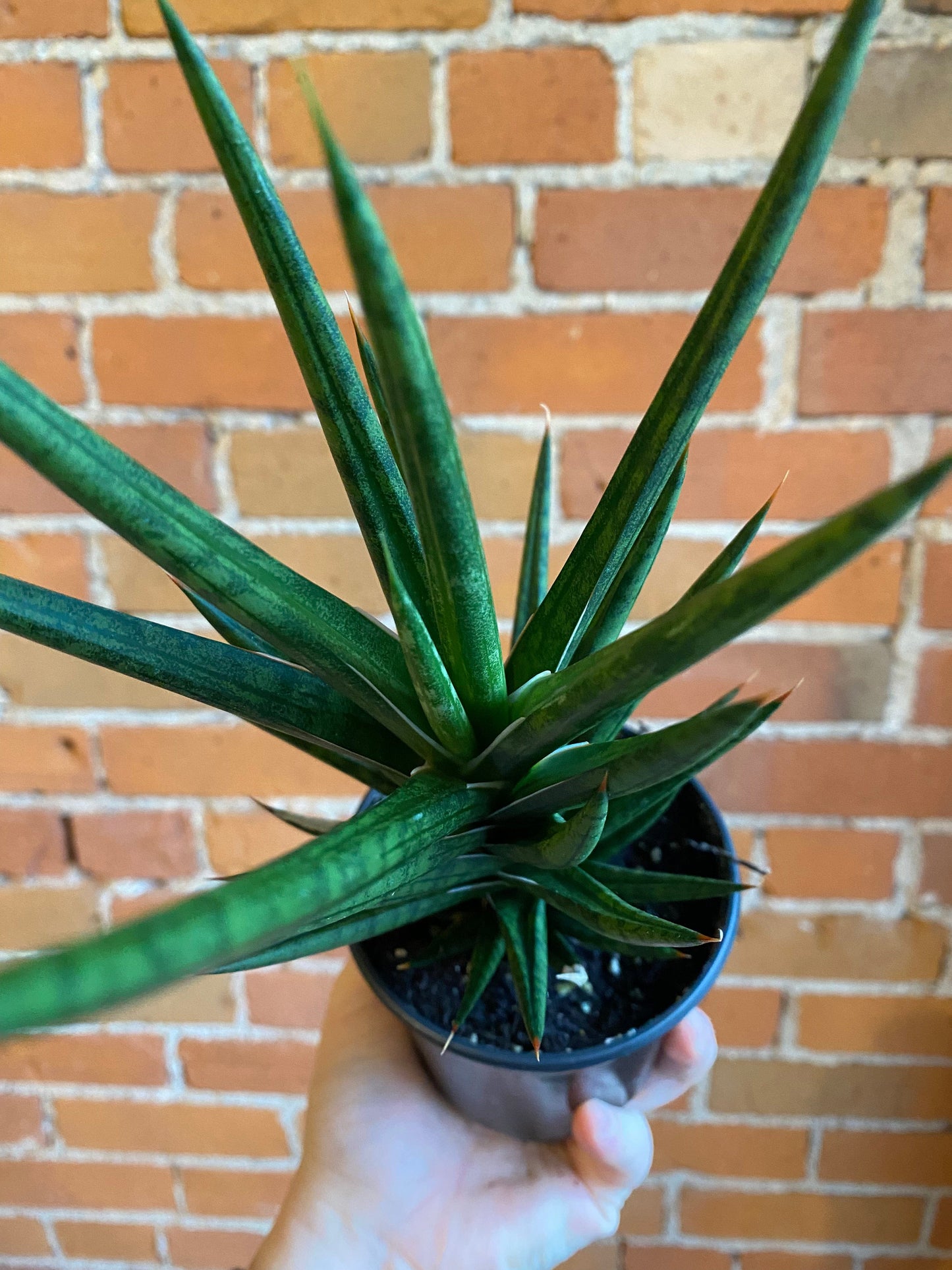 Plant Goals Plant Shop 4" Sansevieria Francisii Spiky