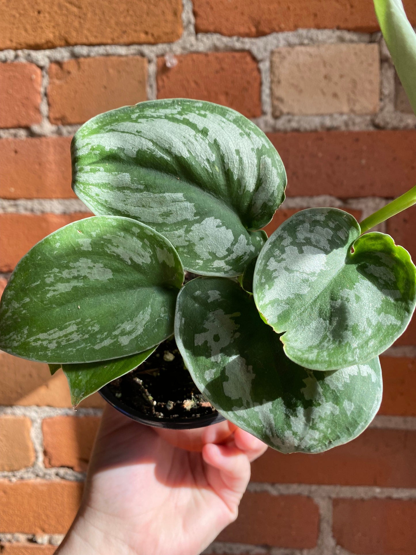 Plant Goals Plant Shop 4" Scindapsus Pictus Exotica