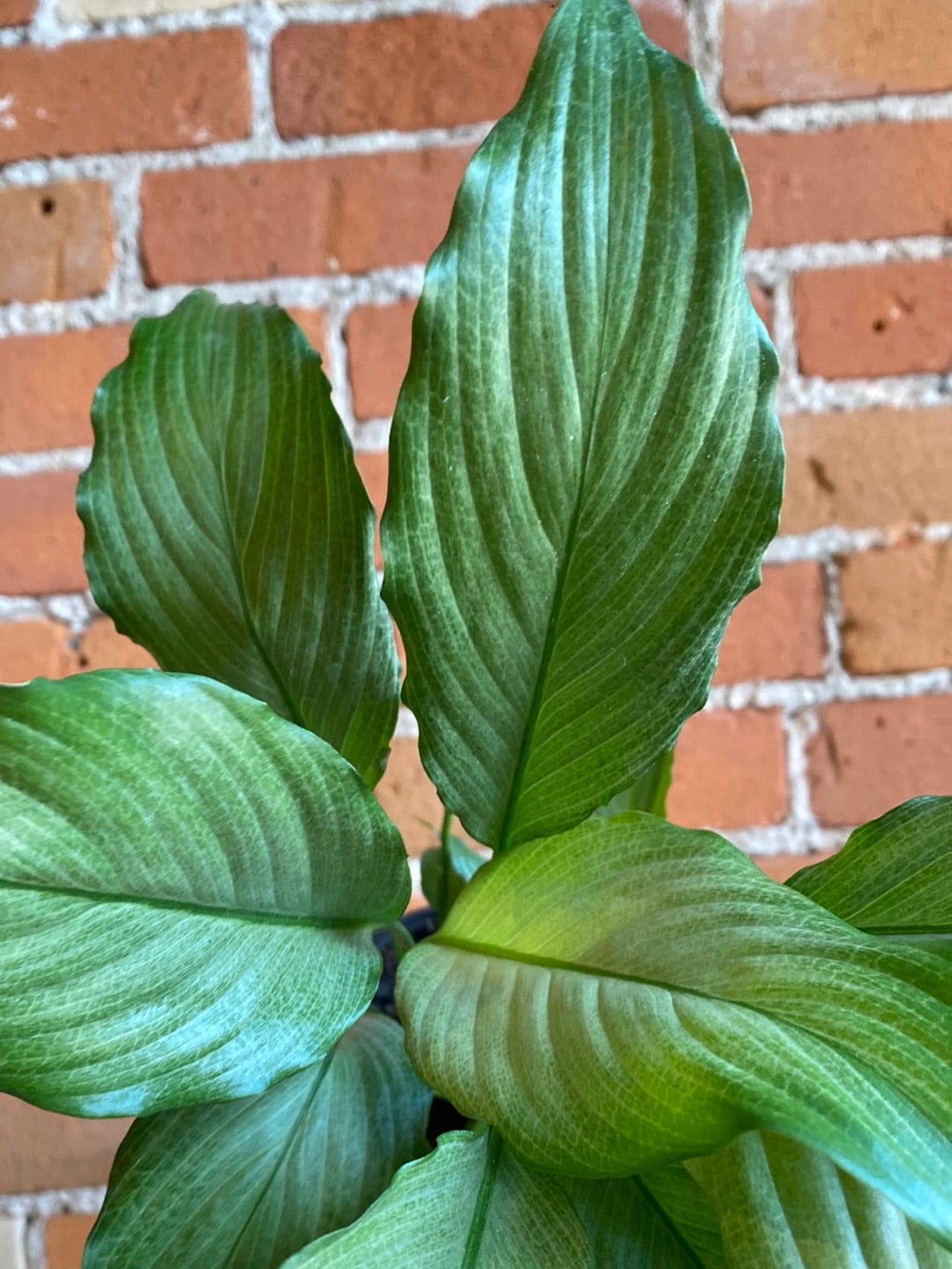 Plant Goals Plant Shop 4" Spathiphyllum Platinum Mist