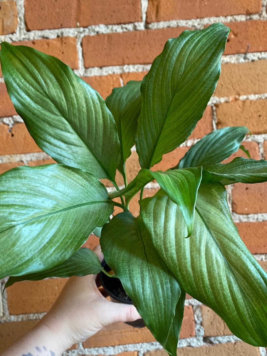 Plant Goals Plant Shop 4" Spathiphyllum Platinum Mist