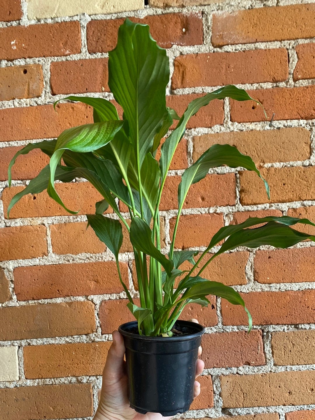 Plant Goals Plant Shop 4" Spathiphyllum Platinum Mist