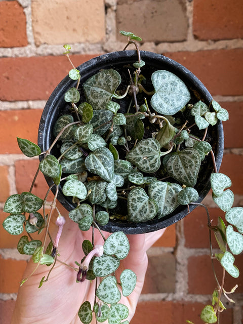 Plant Goals Plant Shop 4" String Of Hearts | Ceropegia Woodii