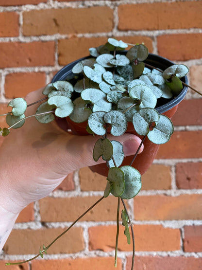 Plant Goals Plant Shop 4" String Of Hearts Silver Glory | Ceropegia Woodii