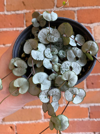 Plant Goals Plant Shop 4" String Of Hearts Silver Glory | Ceropegia Woodii