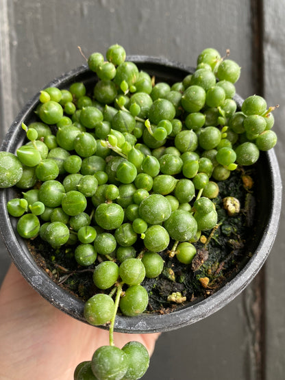 Plant Goals Plant Shop 4" String Of Pearls