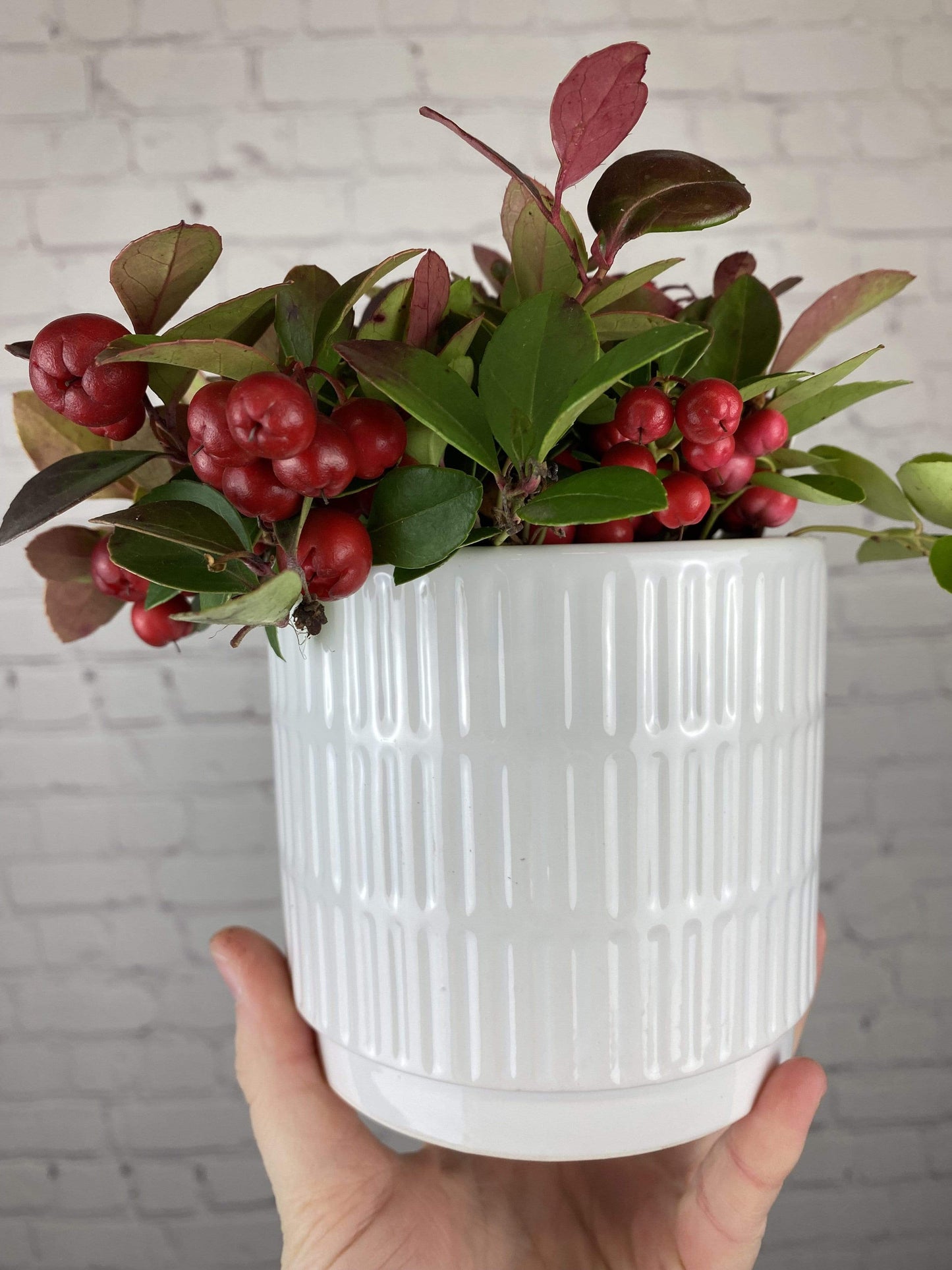 Plant Goals Plant Shop 4" Winterberry| Gaultheria