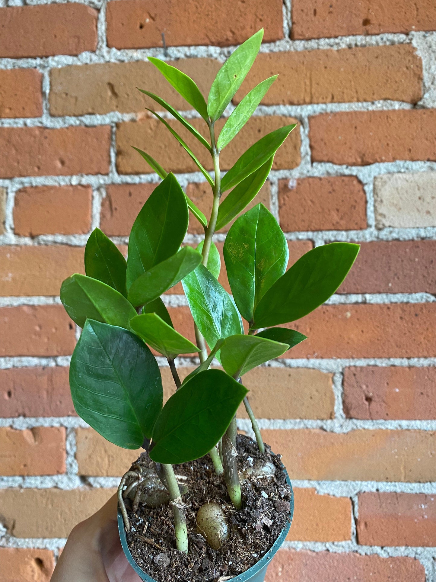 Plant Goals Plant Shop 4" ZZ Plant | Zamioculcas Zamiifolia