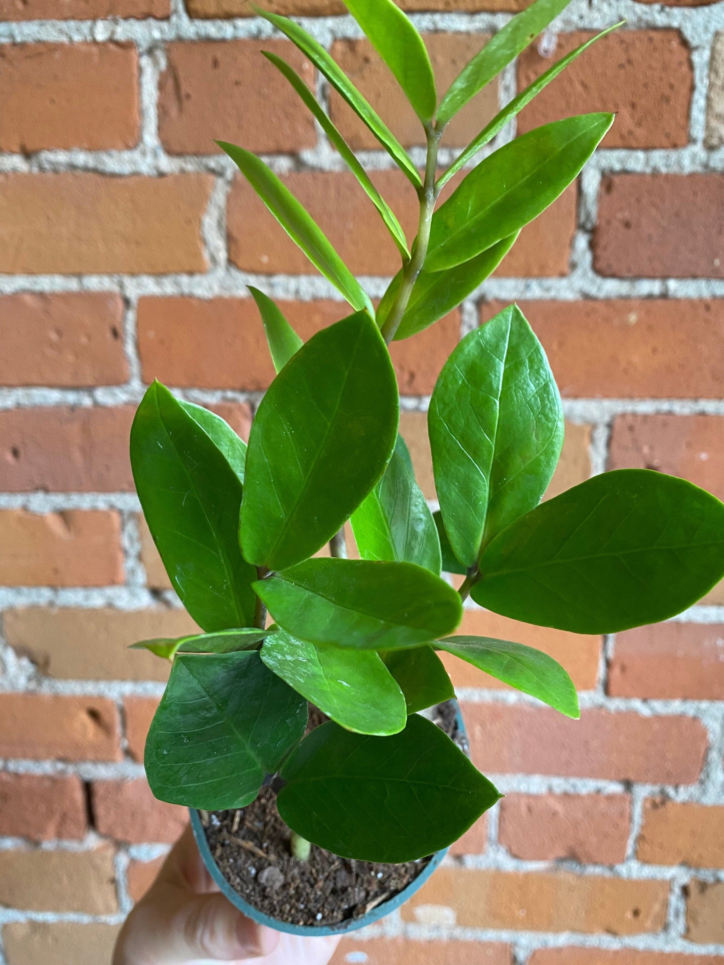 Plant Goals Plant Shop 4" ZZ Plant | Zamioculcas Zamiifolia