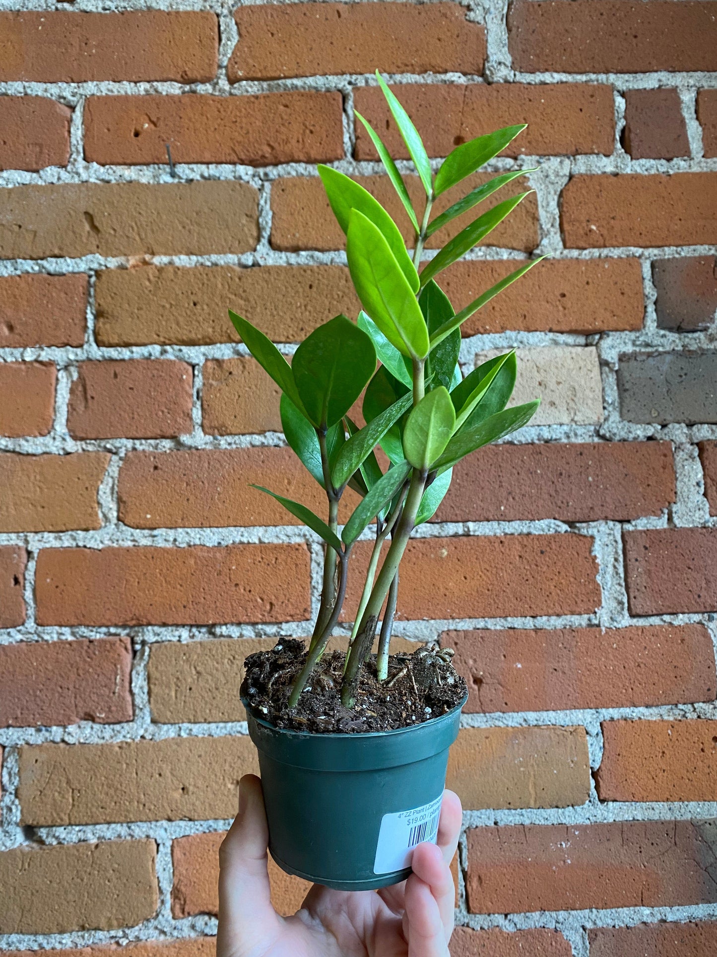 Plant Goals Plant Shop 4" ZZ Plant | Zamioculcas Zamiifolia