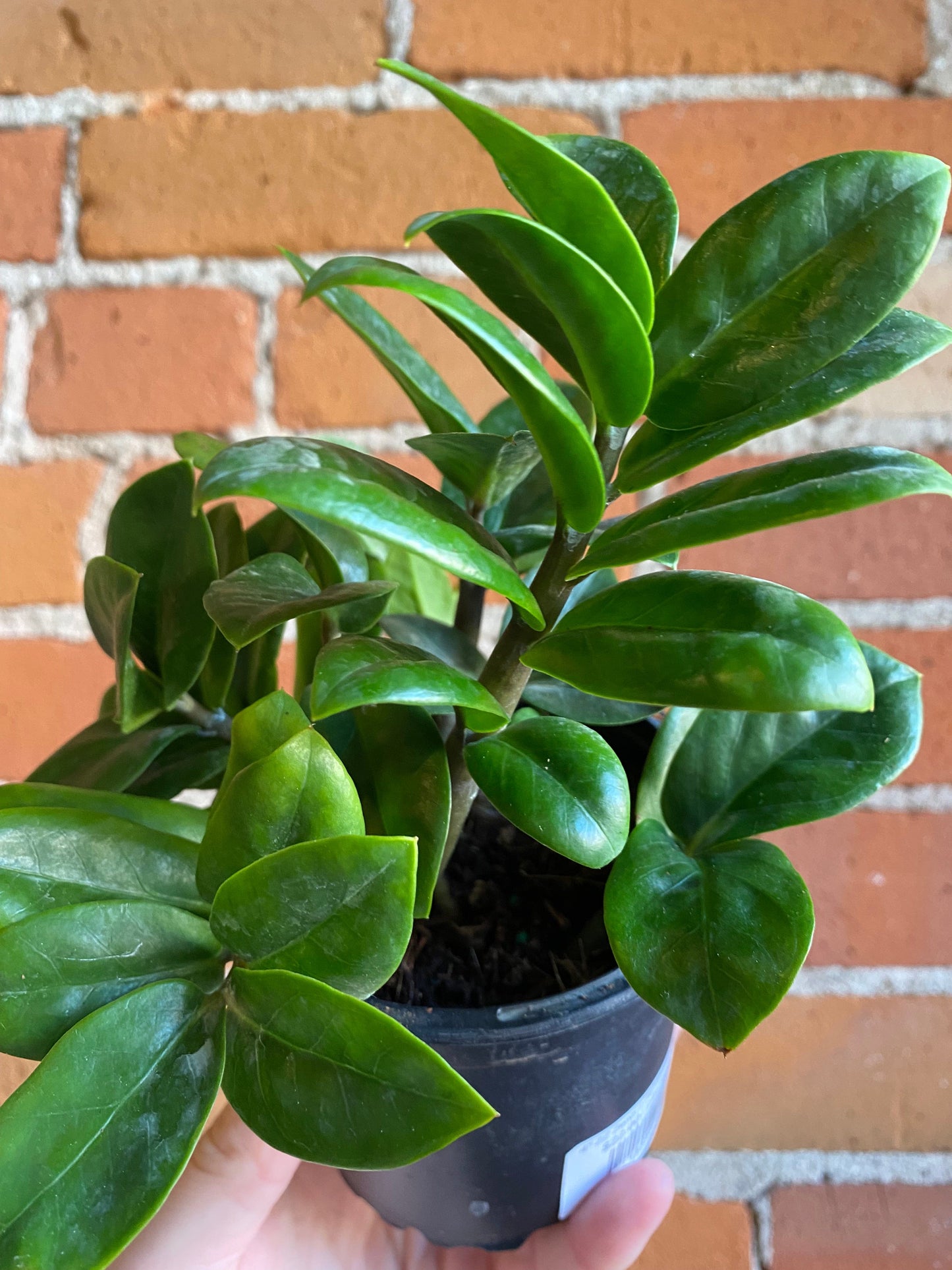 Plant Goals Plant Shop 4" ZZ Zenzi | Zamioculcas Zamiifolia