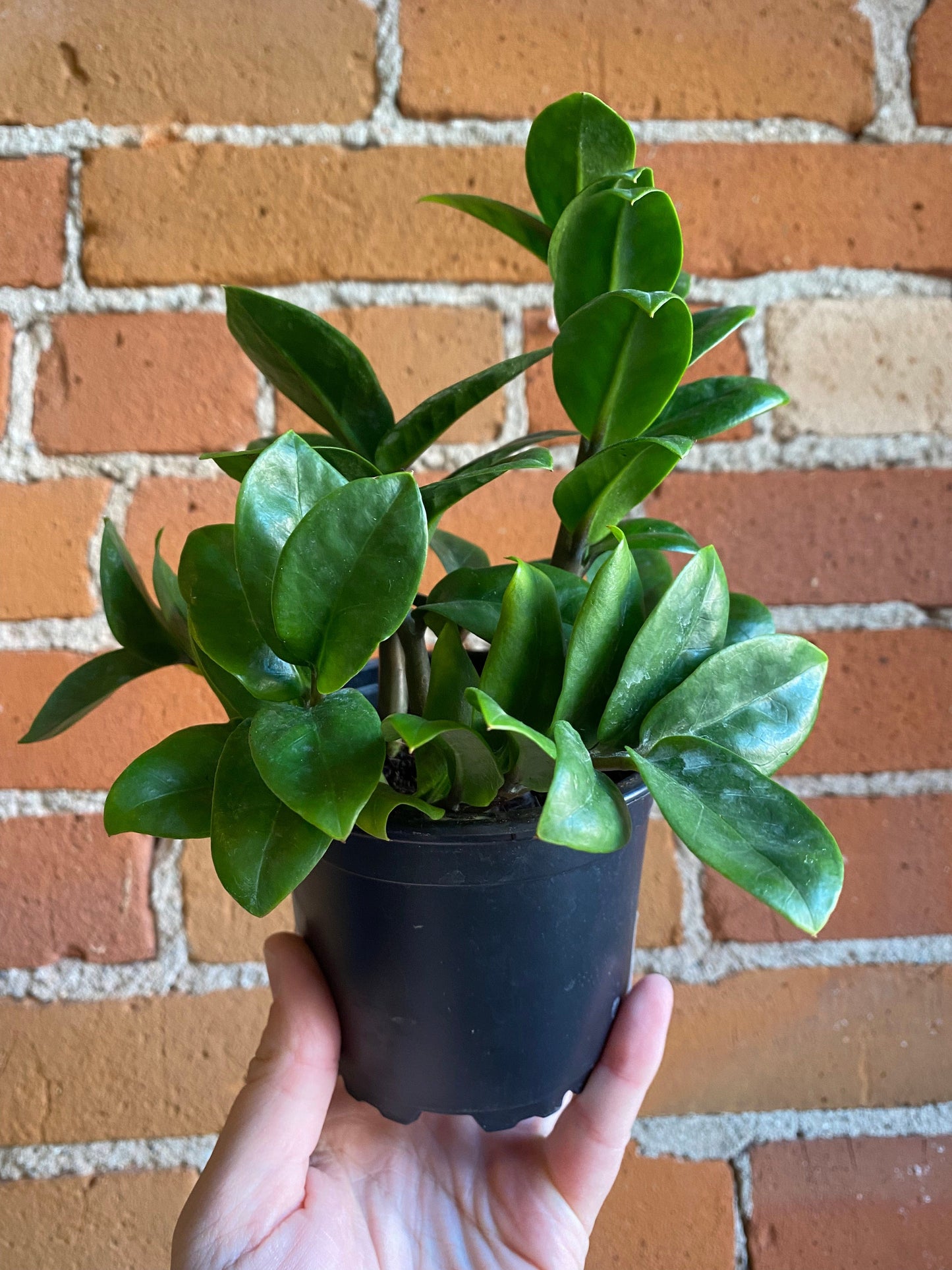 Plant Goals Plant Shop 4" ZZ Zenzi | Zamioculcas Zamiifolia