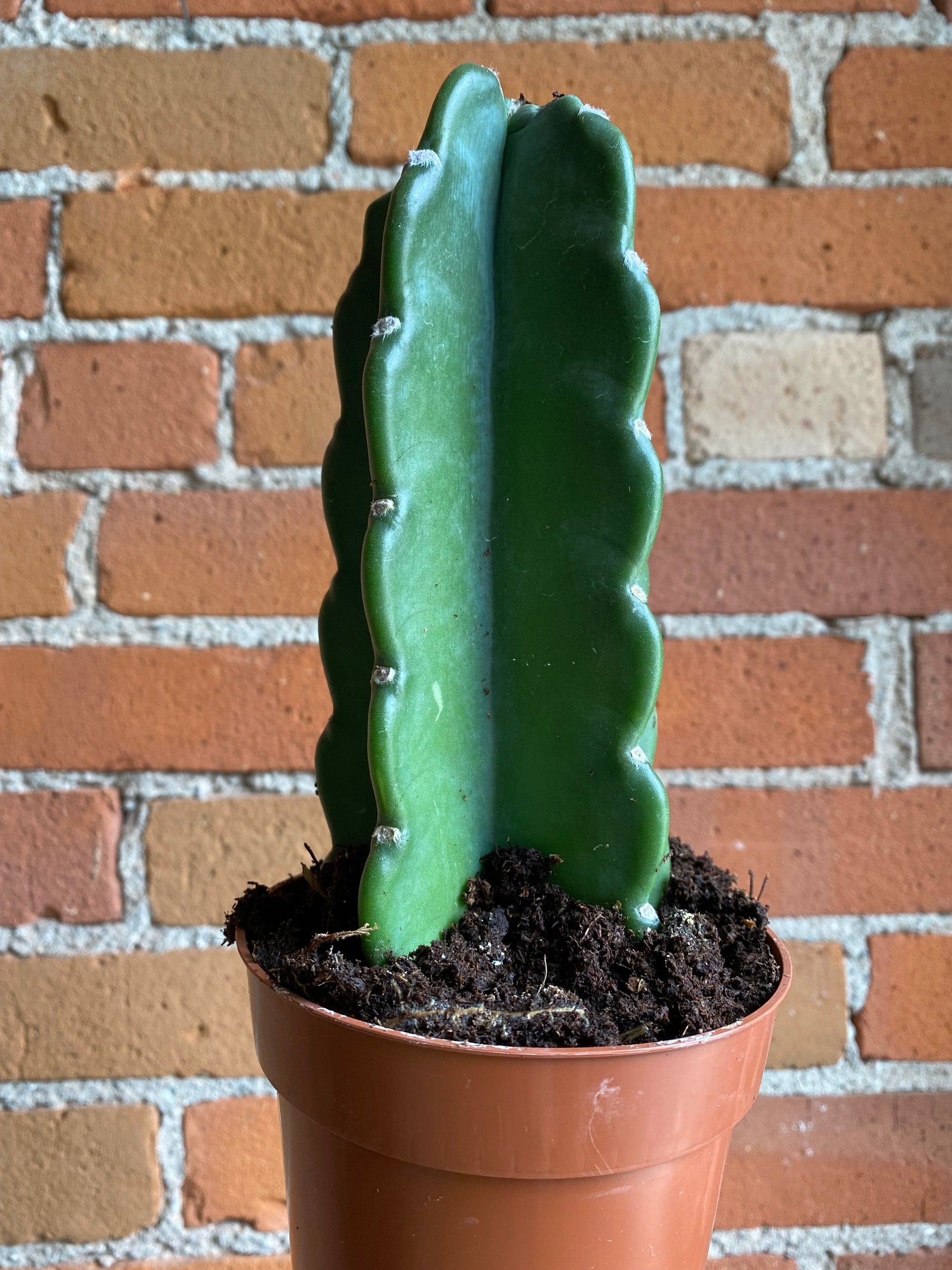 Plant Goals Plant Shop 5" Cereus Jamacaru | Cuddly Cactus