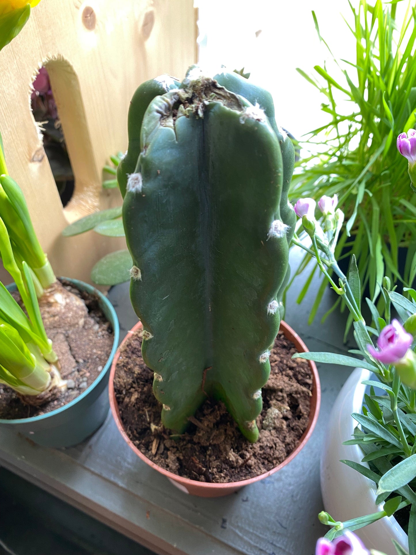 Plant Goals Plant Shop 5" Cereus Jamacaru | Cuddly Cactus