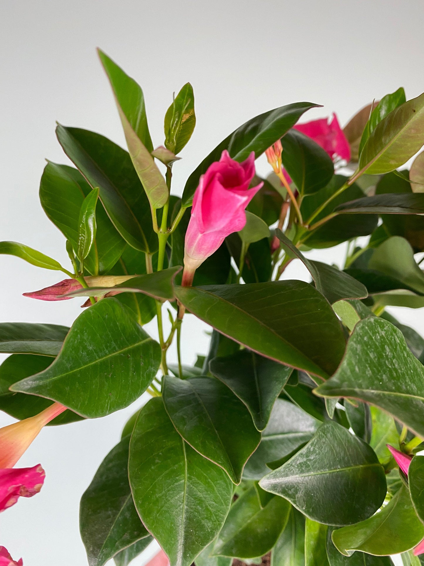 Plant Goals Plant Shop 5" Mandevilla Bush | Assorted