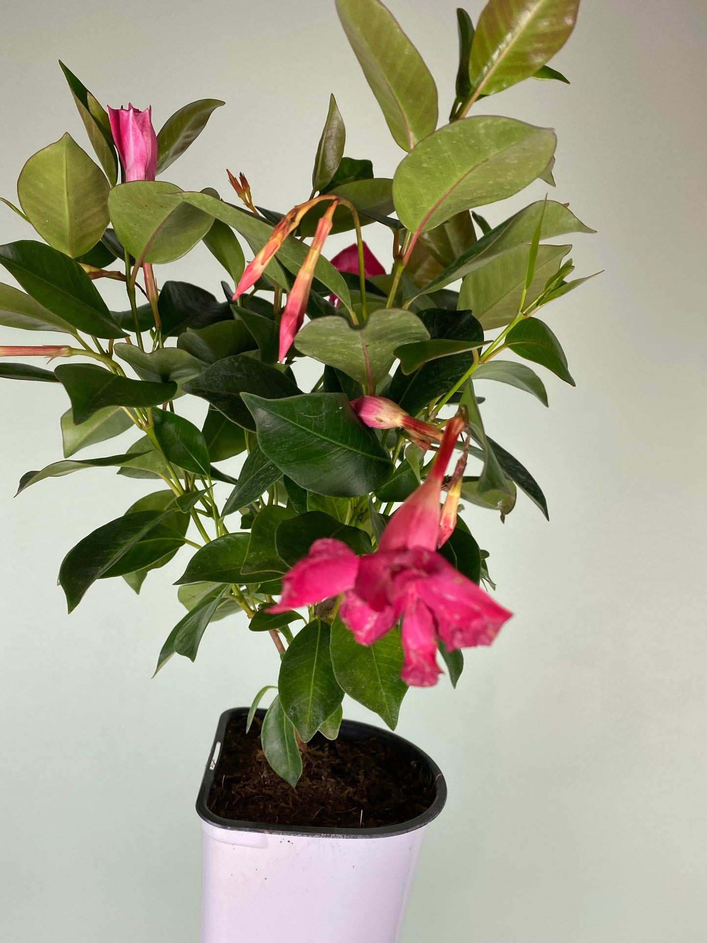 Plant Goals Plant Shop 5" Mandevilla Bush | Assorted