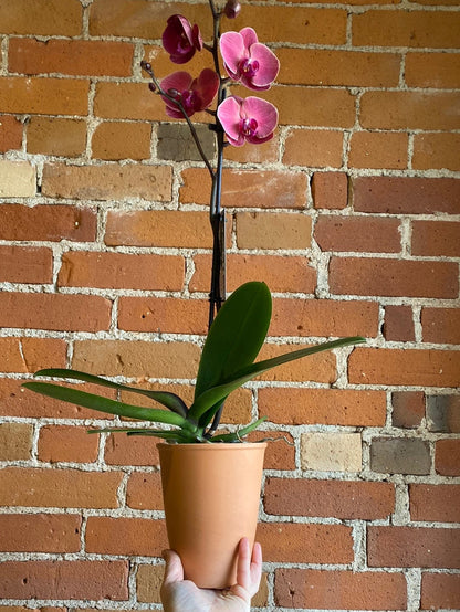 Plant Goals Plant Shop 5" Moth Orchid In Clay | Phalaenopsis