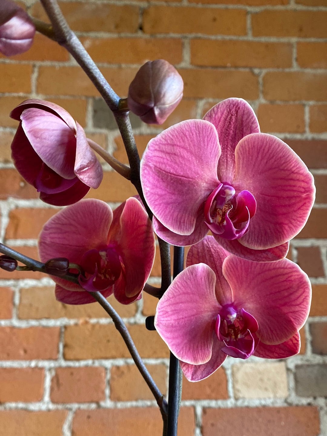 Plant Goals Plant Shop 5" Moth Orchid In Clay | Phalaenopsis