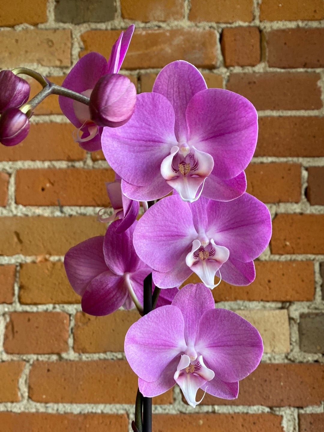 Plant Goals Plant Shop 5" Moth Orchid In Clay | Phalaenopsis