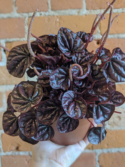 Plant Goals Plant Shop 5" Peperomia Schumi Red