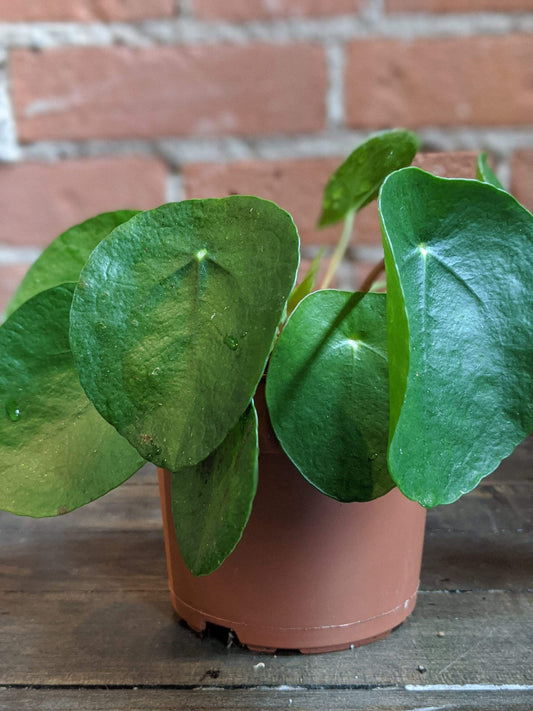 Plant Goals Plant Shop 5" Pilea Peperomioides | Friendship Plant