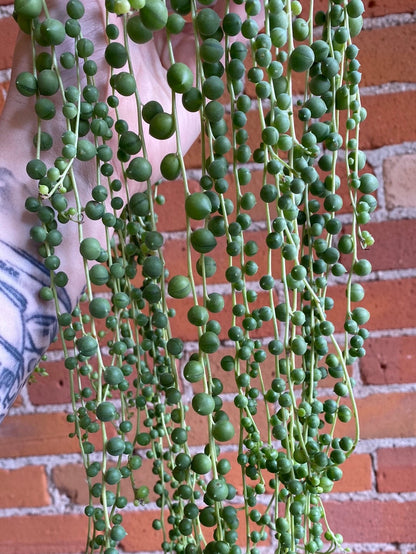 Plant Goals Plant Shop 5" String Of Pearls Hanging Basket
