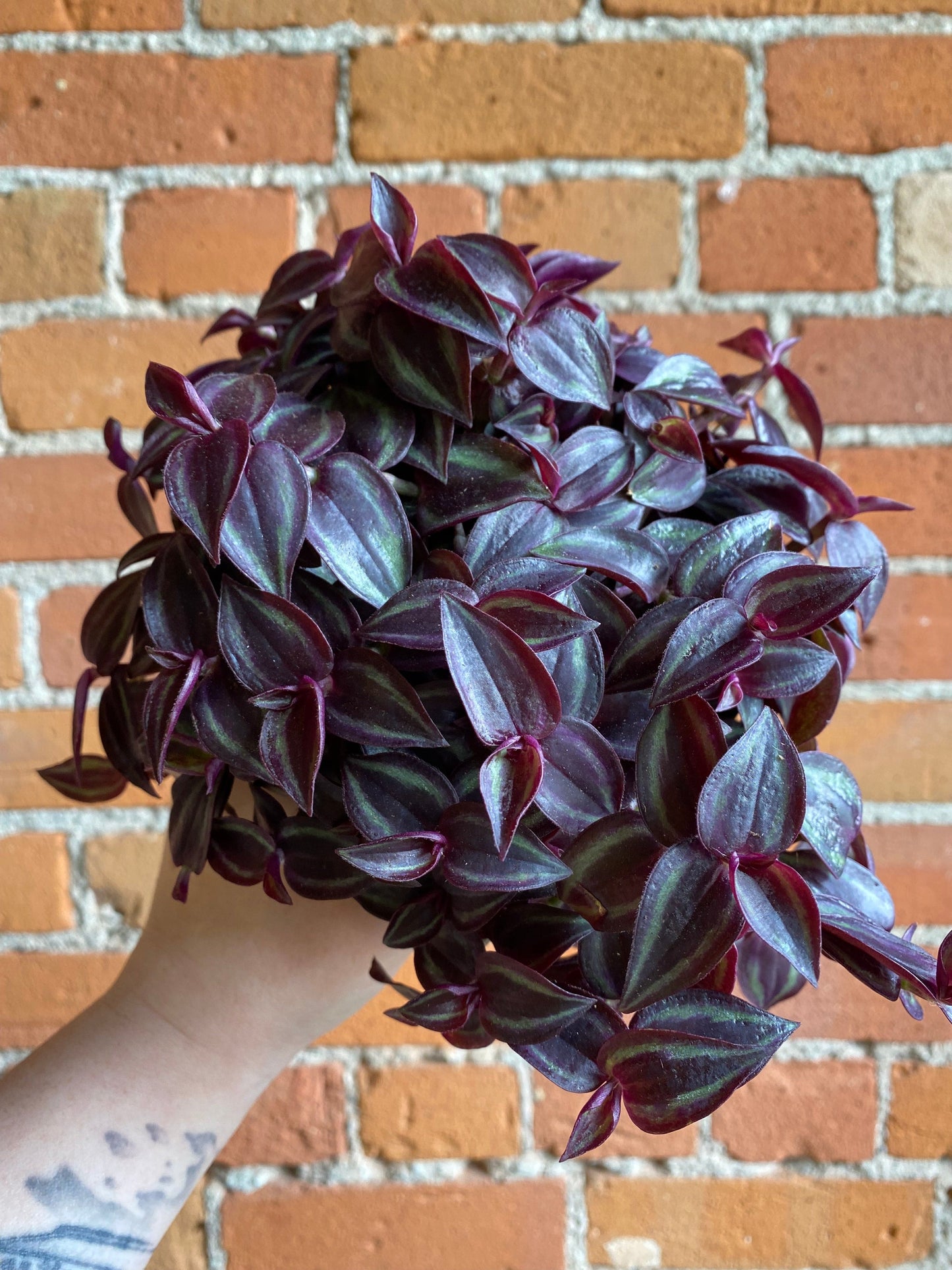 Plant Goals Plant Shop 5" Tradescantia Purpusii